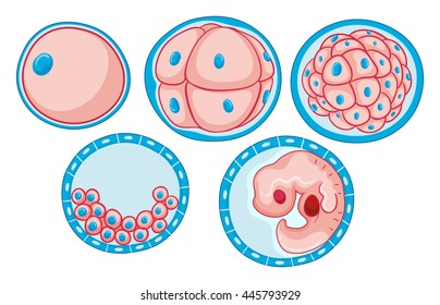 Diagram showing process of growing embryo illustration