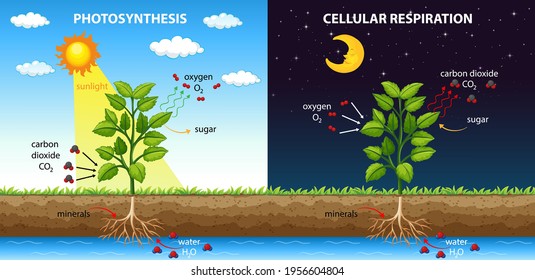 Diagram showing process of photosynthesis and cellular respiration illustration