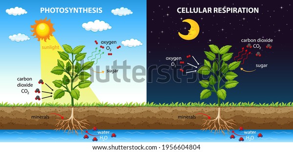 Diagram showing process of photosynthesis\
and cellular respiration\
illustration