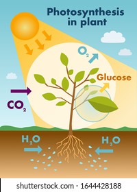 Diagram showing process of photosynthesis illustration. An easily editable vector illustration. It can be used as a manual for studying biology at school. Vector flat style. Stock illustration.