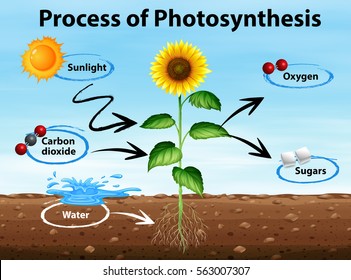 Diagram showing process of photosynthesis illustration