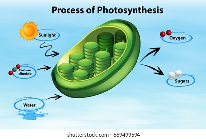 Diagram showing process of photosynthesis illustration