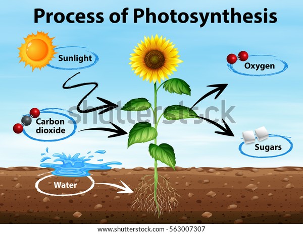 Diagram\
showing process of photosynthesis\
illustration