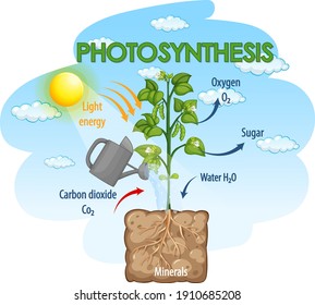 Diagram Showing Process Photosynthesis Plant Illustration Stock Vector ...