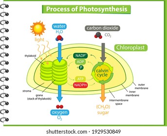 Diagram Showing Process Photosynthesis Plant Illustration Stock Vector ...