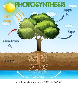 Diagram showing process of photosynthesis in plant illustration