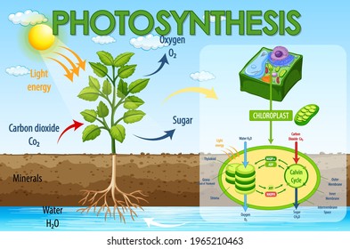 Diagram showing process of photosynthesis in plant illustration