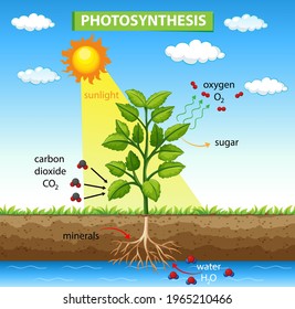 Diagram Showing Process Photosynthesis Plant Illustration Stock Vector ...