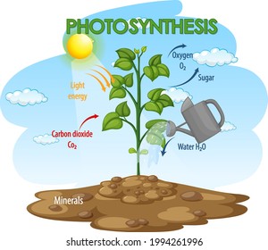 Diagram Showing Process Photosynthesis Plant Illustration Stock Vector ...