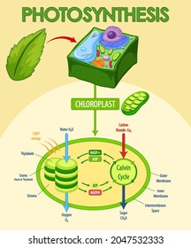 Diagram Showing Process Photosynthesis Plant Illustration Stock Vector ...