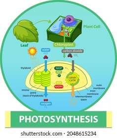Diagram showing process of photosynthesis in plant illustration