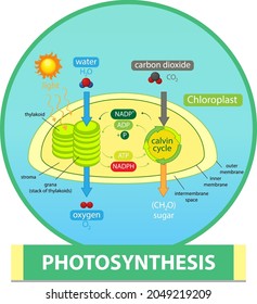 Diagram showing process of photosynthesis in plant illustration