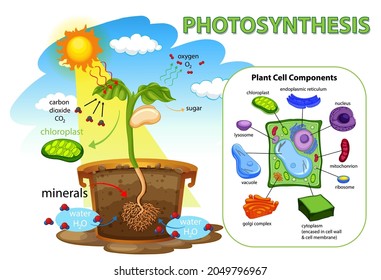 Diagram showing process of photosynthesis in plant illustration