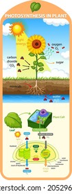 Diagram showing process of photosynthesis in plant illustration