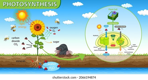 Diagram showing process of photosynthesis in plant illustration