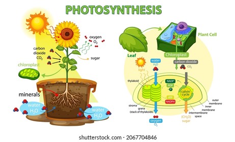 Diagram showing process of photosynthesis in plant illustration