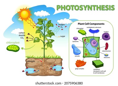 Diagram showing process of photosynthesis in plant illustration