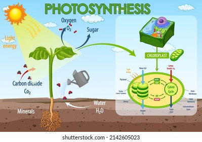 Diagram showing process of photosynthesis in plant illustration