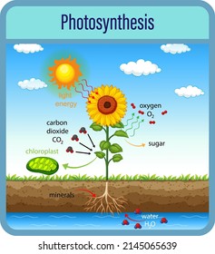 Diagram Showing Process Photosynthesis Plant Cells Stock Vector