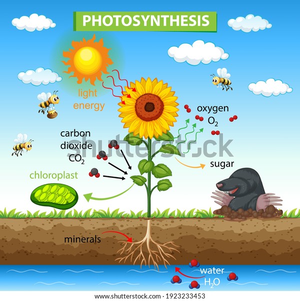 Diagram Showing Process Photosynthesis Plant Illustration Stock Vector ...