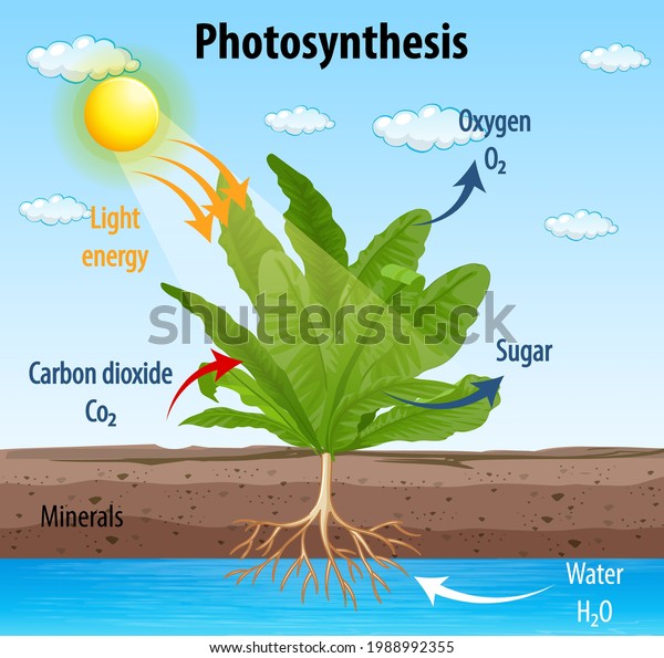 Diagram Showing Process Photosynthesis Plant Illustration Stock Vector ...