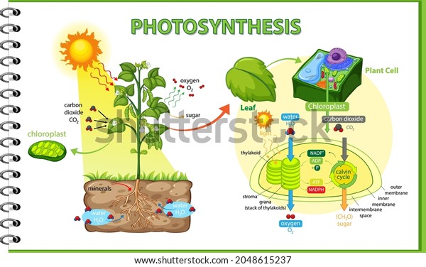 Diagram Showing Process Photosynthesis Plant Illustration Stock Vector ...