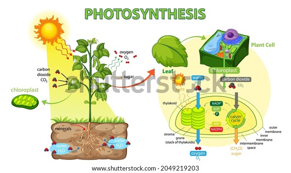 Diagram Showing Process Photosynthesis Plant Illustration Stock Vector 