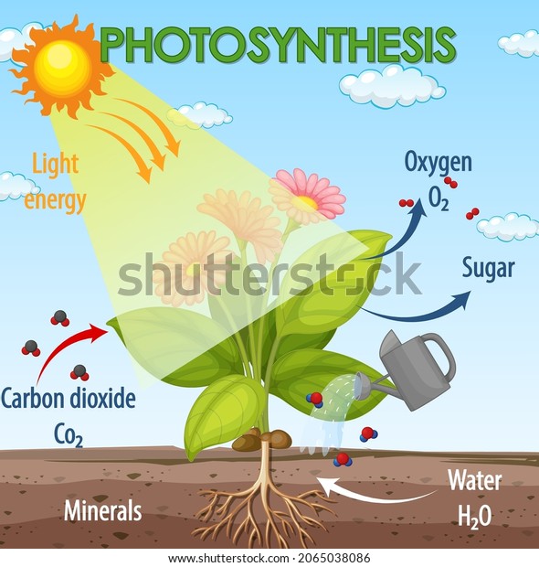 Diagram Showing Process Photosynthesis Plant Illustration Stock Vector ...