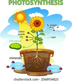 Diagram showing process of photosynthesis in sunflower illustration