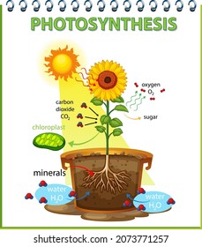 300 Sunflower diagram Images, Stock Photos & Vectors | Shutterstock