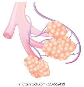 Diagram Showing The Pulmonary Alveolus (air Sacs) In The Lung