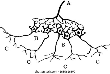 Diagram showing the relation of the cerebrospinal to the sympathetic neurons, vintage line drawing or engraving illustration.