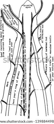 A Diagram showing the relation of this year's leaves to the wood of the current year, vintage line drawing or engraving illustration.
