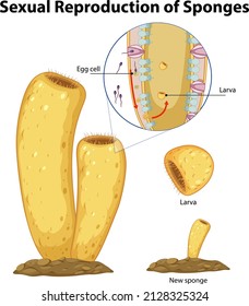 Diagram showing reproduction in sponges illustration