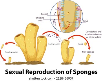 Diagram showing reproduction in sponges illustration