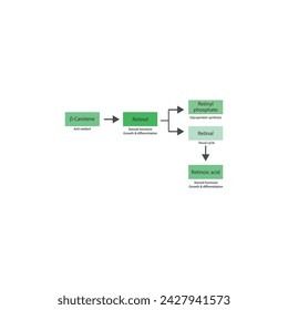 Diagram showing roles of β Carotene, retinol, retinal and retinoic acid in the body - visual cycle, anti oxidant, glycoprotein synthesis and steroid hormone.green color.