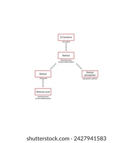Diagram showing roles of β Carotene, retinol, retinal and retinoic acid in the body - visual cycle, anti oxidant, glycoprotein synthesis and steroid hormone.pink color.