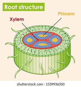 Diagram Showing Root Structure Illustration Stock Vector (Royalty Free ...