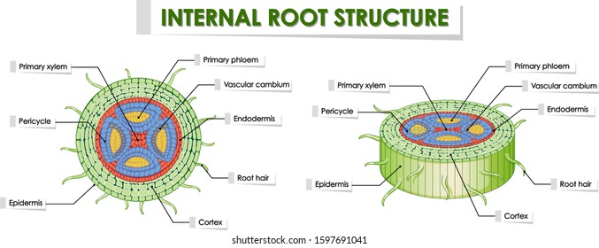 Diagram showing root structure on white background illustration