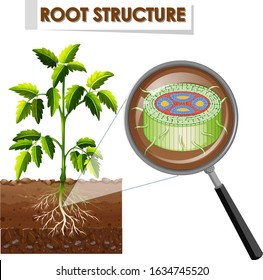 Diagram showing root structure of a plant illustration