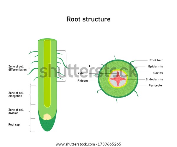 Diagram showing root  structure  Plant\
anatomy.  Vector\
illustration.