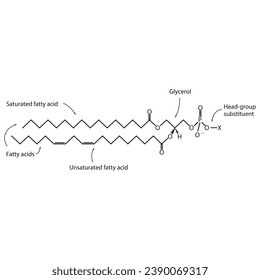Diagram showing schematic molecular structure of Glycerophospholipids - including fatty acid, head group, glycerol and substituent Blue Scientific vector illustration.