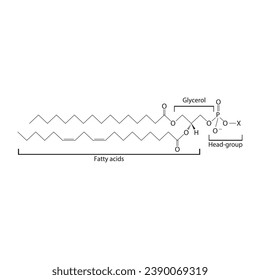 Diagram showing schematic molecular structure of Glycerophospholipids - including fatty acid, head group, glycerol and substituent Blue Scientific vector illustration.