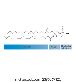 Diagram showing schematic molecular structure of Glycerophospholipids - including fatty acid, head group, glycerol and substituent Blue Scientific vector illustration.