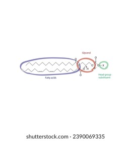 Diagram showing schematic molecular structure of Glycerophospholipids - including fatty acid, head group, glycerol and substituent scientific vector illustration.
