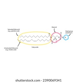 Diagram showing schematic molecular structure of Glycerophospholipids - including fatty acid, head group, glycerol and substituent scientific vector illustration.