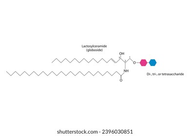 Diagramm mit schematischer Struktur von Lacosylceramid (Globoside) Wissenschaftliche Vektorgrafik.
