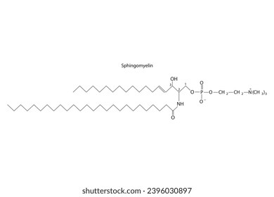 Diagram showing schematic molecular structure of Sphingomyelin Scientific vector illustration.