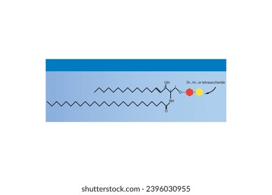 Diagrama de la estructura molecular esquemática de la Lacosilceramida (Globoside) Ilustración vectorial Blue Scientific.
