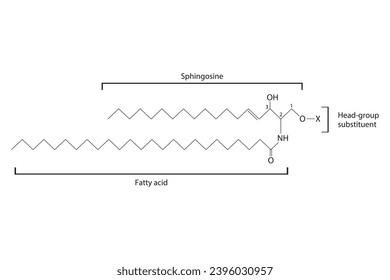 Diagram showing schematic molecular structure of Sphingolipid - including fatty acid, head group, glycerol and substituent Scientific vector illustration.